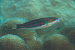 Thalassoma quinquevittatum