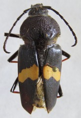 Megaderus stigma