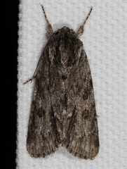 Acronicta longa