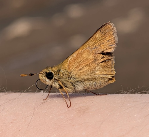 Woodland Skipper