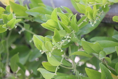 Cyclea barbata