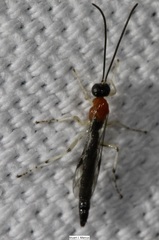 Calliephialtes grapholithae