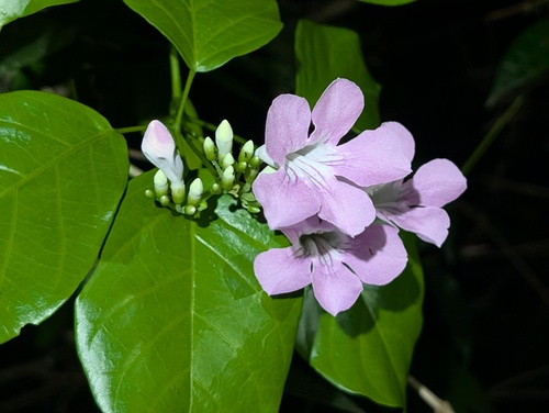 Bignonia aequinoctialis, 2026-08-22
