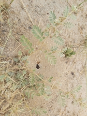 Cataglyphis adenensis