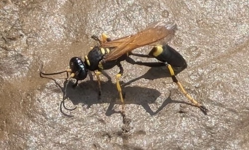 Yellow-legged Mud-dauber Wasp