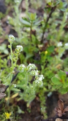 Johnstonella micromeres