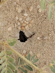 Cataglyphis adenensis