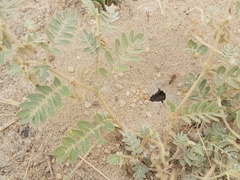 Cataglyphis adenensis