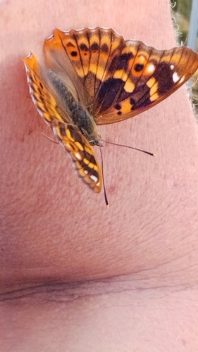 Lesser Purple Emperor
