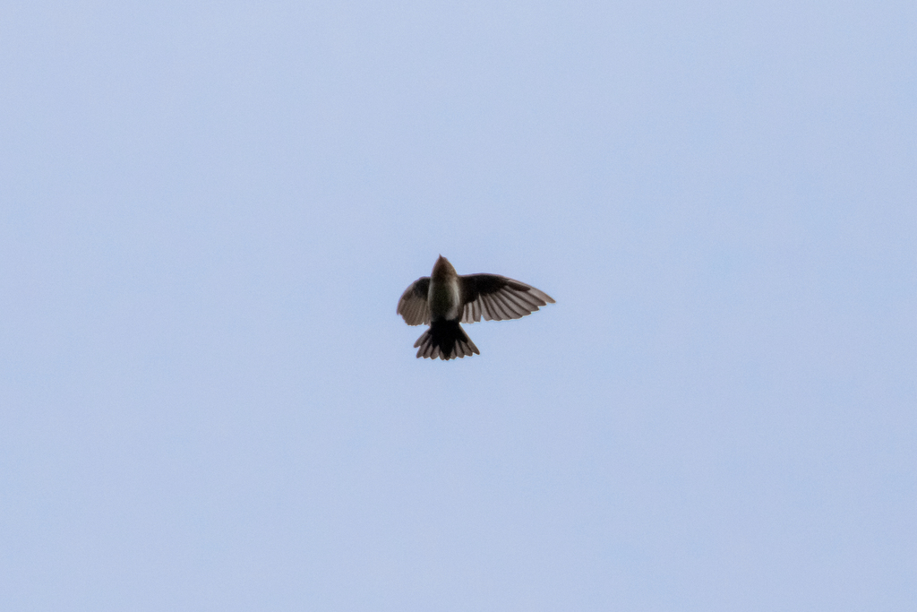 Pale-footed Swallow