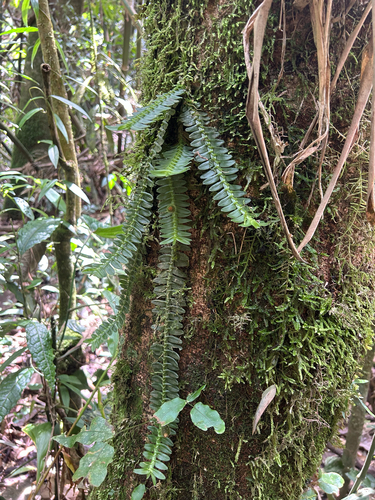 Dichaea pendula, photograph 2
