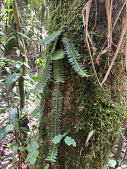 Dichaea pendula, photograph (c) Gabriel Silva Guimarães, some rights reserved (CC BY)
