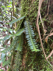 Dichaea pendula