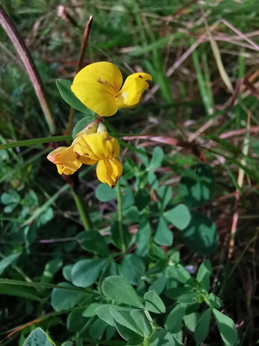 bird's-foot trefoil