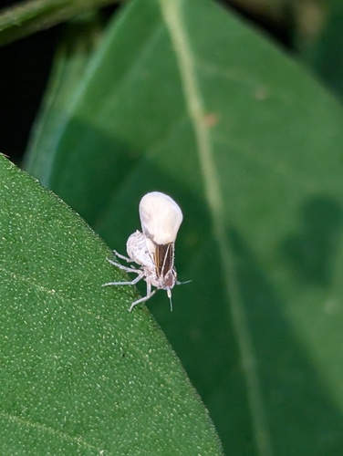 Bennarella bicoloripennis, 2026-08-22