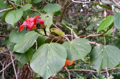 Hibiscus elatus