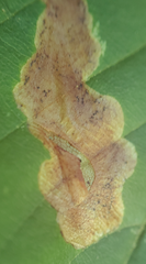 Phytomyza aesculi