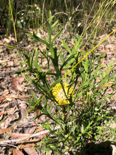 Isopogon petiolaris