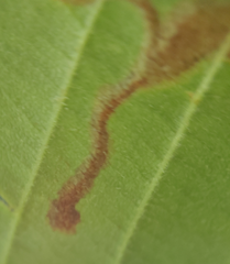 Phytomyza aesculi