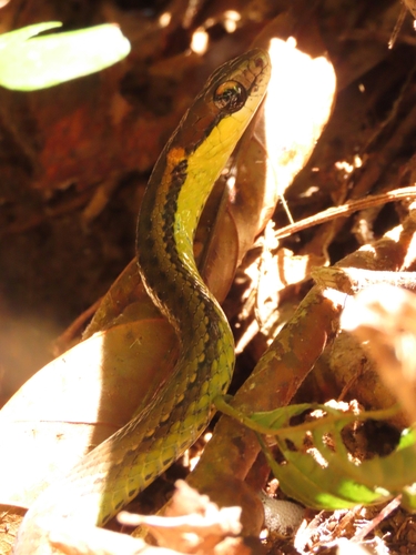 Blue Flanked Leaf Litter Snake, Echinanthera cyanopleura