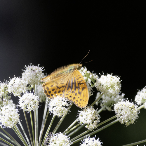 Silver-washed Fritillary