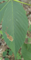 Phytomyza aesculi