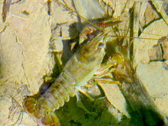 Austropotamobius pallipes