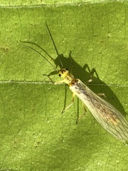 Perlodidae