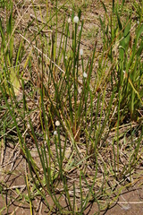 Eleocharis elegans