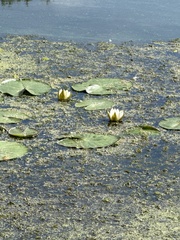 Nymphaea candida, photograph (c) Stanislav Murashkin, some rights reserved (CC BY)