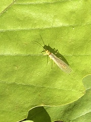 Perlodidae