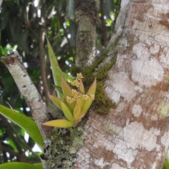 Trizeuxis falcata
