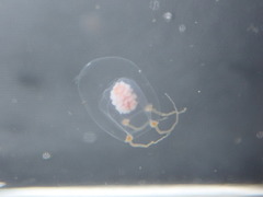 Euphysa