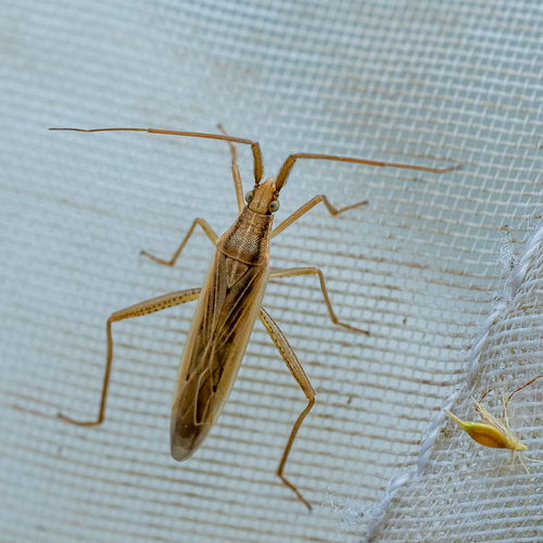 Grass bug