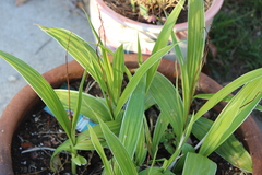 Bletilla striata