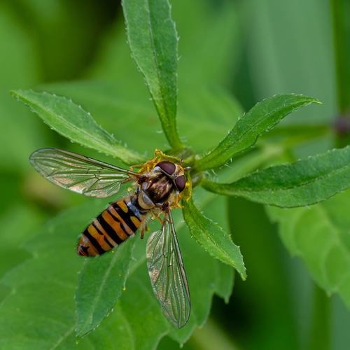 Marmalade Hover Fly
