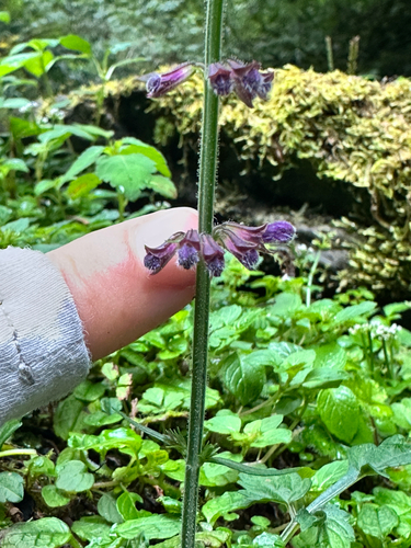 Salvia japonica, photograph 4