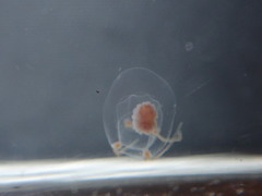Euphysa
