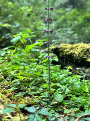 Salvia japonica, photograph (c) Jaw-Jian La, some rights reserved (CC BY)