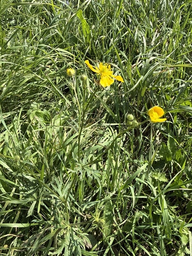 Ranunculus polyanthemos, photograph 4