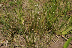 Eleocharis elegans