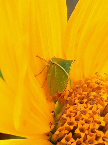 Buffalo Treehopper
