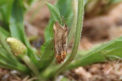 Pterothrixidia rufella