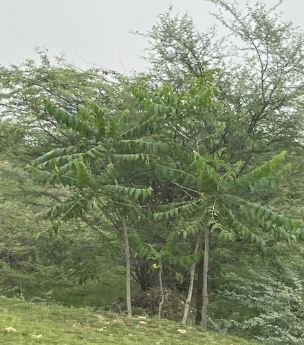 Ailanthus excelsa