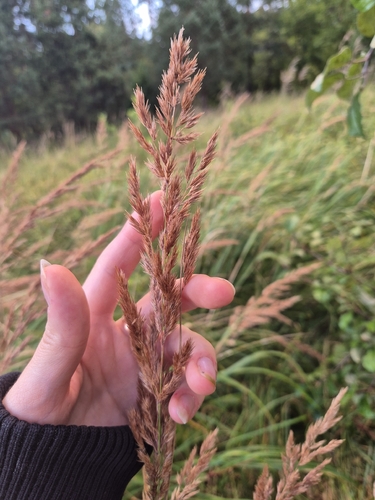 Bushgrass