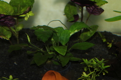 Anubias barteri