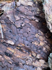 Dendroctonus