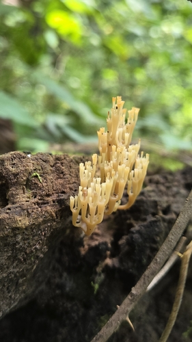 crown-tipped coral fungus