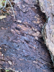 Dendroctonus
