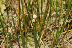 Eleocharis elegans
